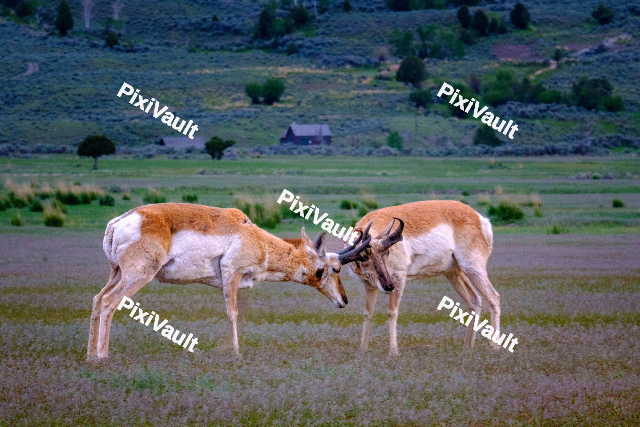 Antelopes